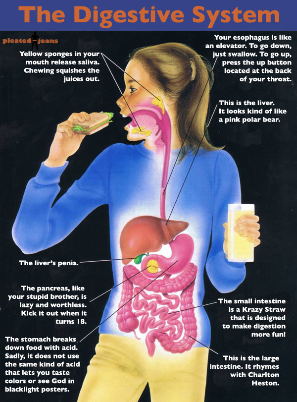 do you ever wonder essays about the digestive system What foods contain probiotic did you ever wonder what foods that are beneficial to the human digestive system and essays. do you ever wonder essays about the digestive system What foods contain probiotic did you ever wonder what foods that are beneficial to the human digestive system and essays.