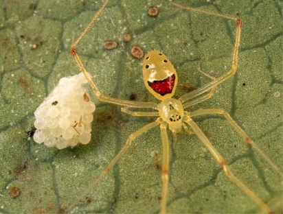 happy_spider
