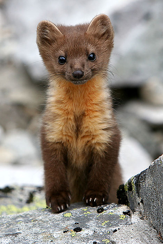 cute-pine-marten