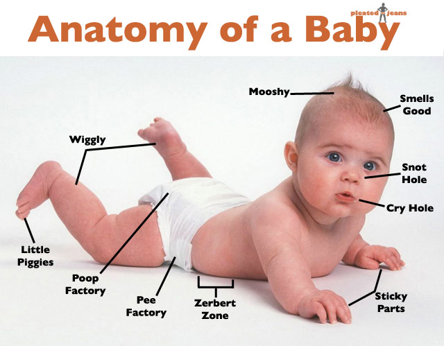 Anatomy of a Baby Biology Diagrams