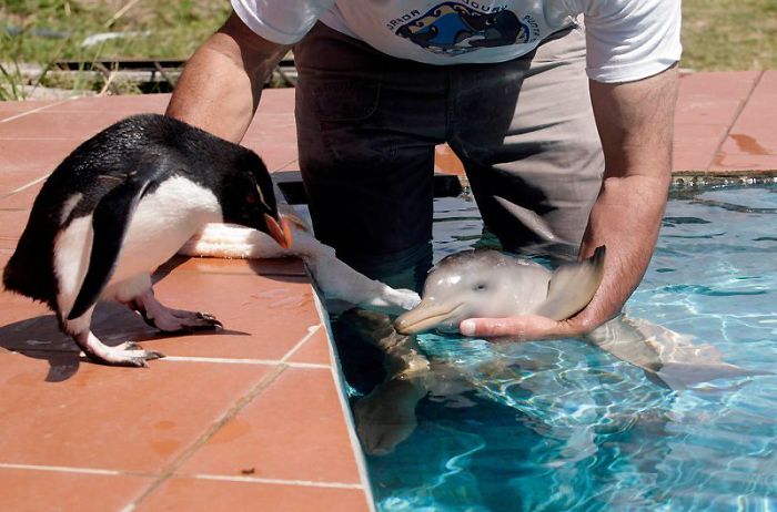 Cute_Orphan_Dolphin_Saved_12