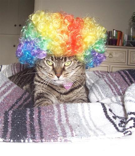 catasters