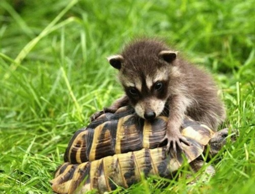 cute-baby-animals