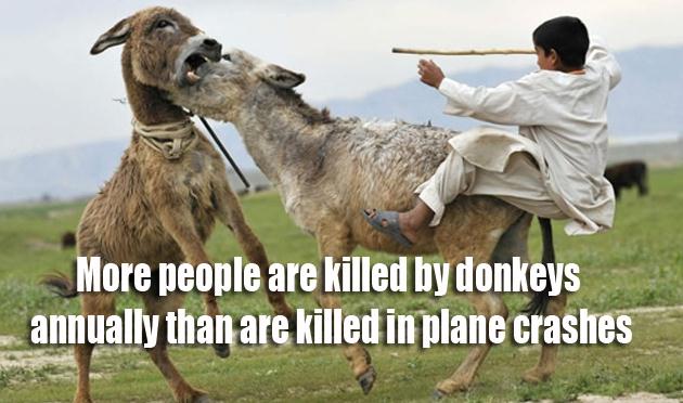 Funny Facts (6)