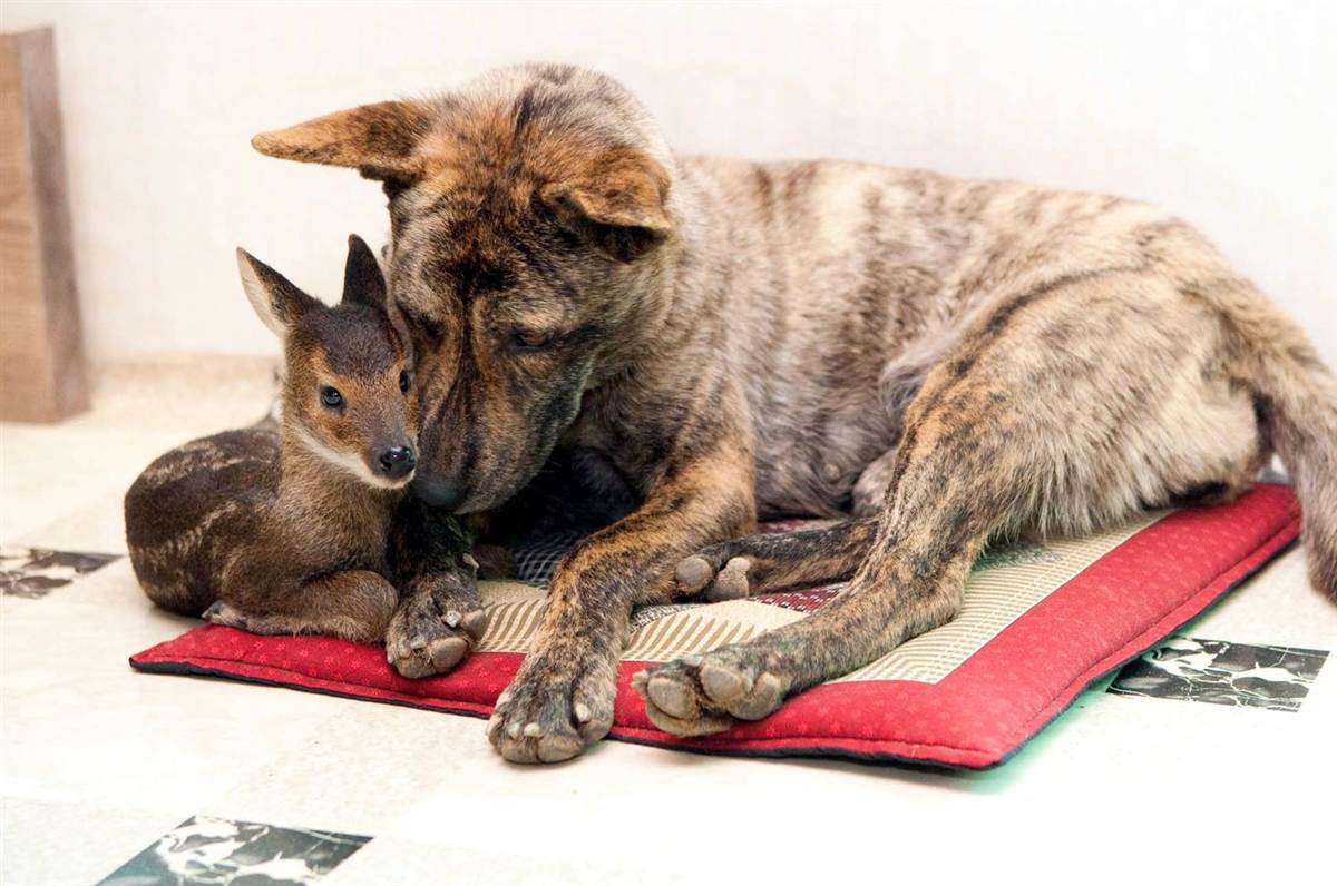 ss-091103-animal-friends-12.ss_full
