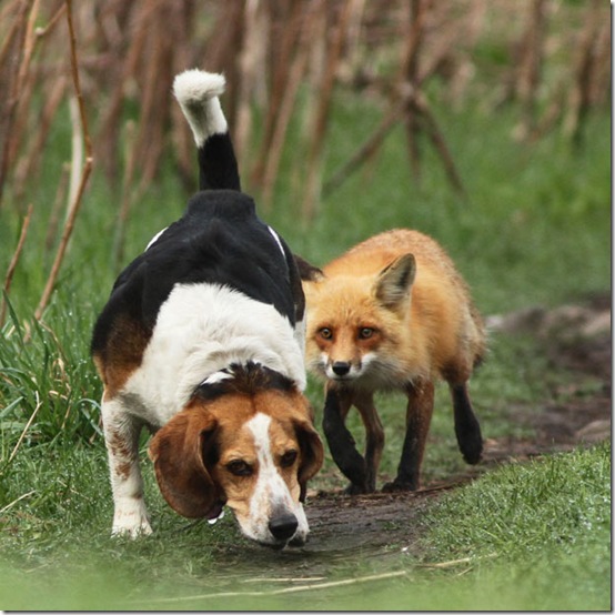 Cartoon Animals in Real Life (6)