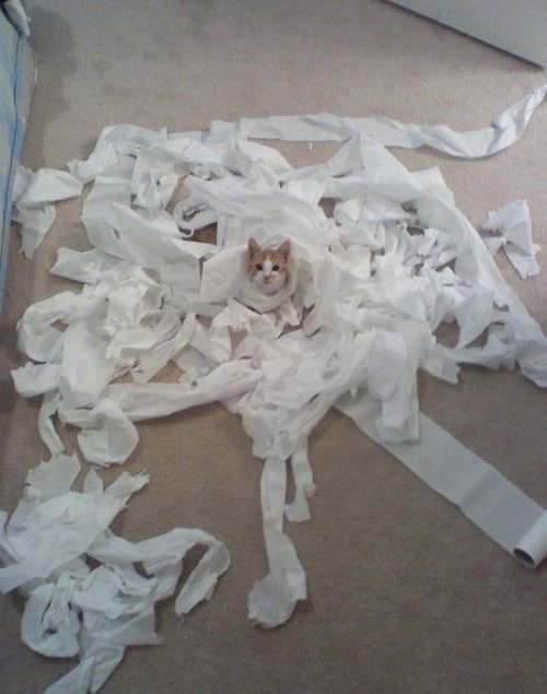 15 Bad Cats and Dogs Making a Mess