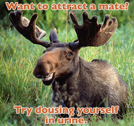 Dating animals