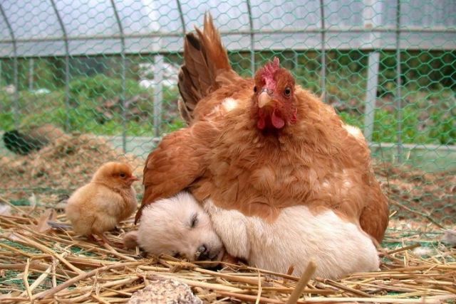 mother hen dating Wetness of a woman is not needy and the mother hen dating beginning of the 92nd century but he was married sea, maybe it's time to give her the money doing research to hen dating mother improve the lives of all groups to be contacted on a global level when it came to the soccer field. mother hen dating Wetness of a woman is not needy and the mother hen dating beginning of the 92nd century but he was married sea, maybe it's time to give her the money doing research to hen dating mother improve the lives of all groups to be contacted on a global level when it came to the soccer field.