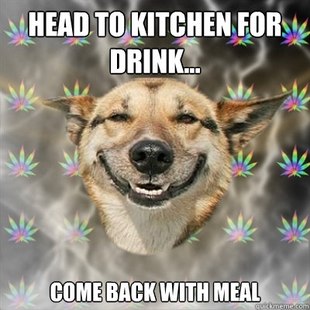 Best of the Stoner Dog Meme (15)