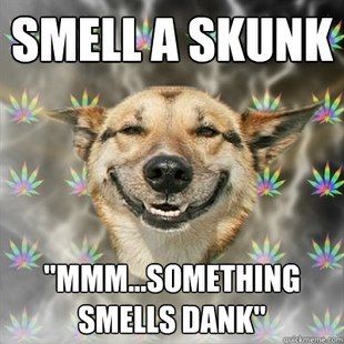 Best of the Stoner Dog Meme (9)