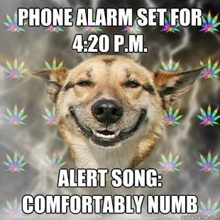 Best of the Stoner Dog Meme (19)