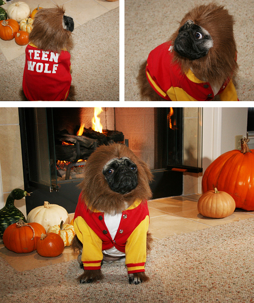 flickr-gopugyourself01.jpeg
