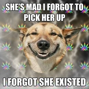 Best of the Stoner Dog Meme (6)