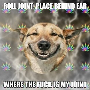 Best of the Stoner Dog Meme (7)