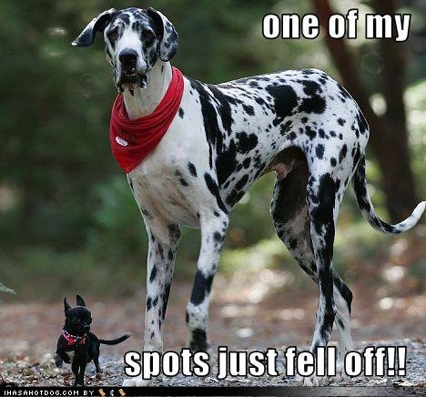 Funny Pic Dump (19)