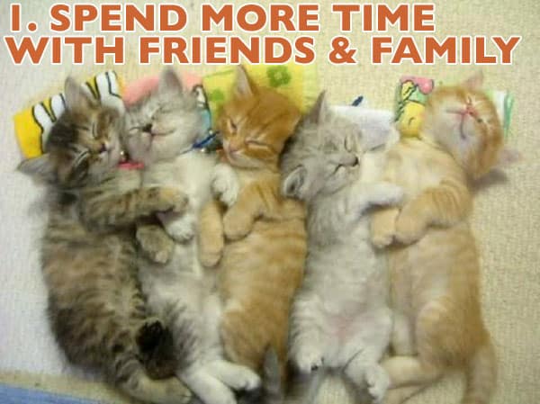 Pomeranian mix yorkshire terrier breedersclub classifieds The 10 Most Common New Year's Resolutions as Illustrated by Cats | Pleated Jeans