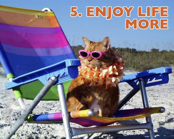Top-10-New-Year-Resolutions-Cats5