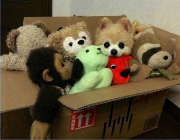 23 More Animals Playing Hide and Seek