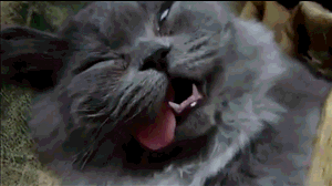 when-someone-tries-to-wake-you-up.gif