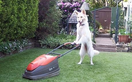 Dog Mowing a Lawn