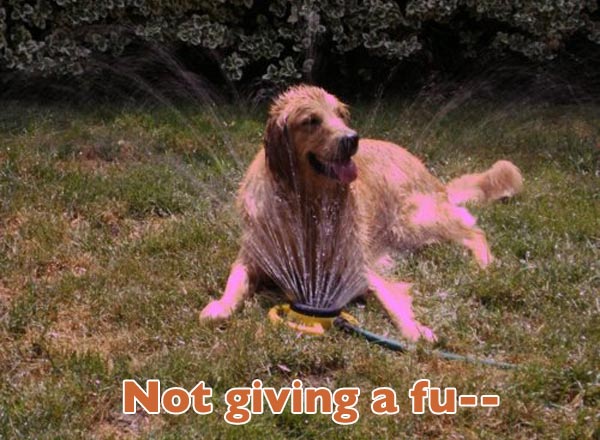 valentines-dogs12