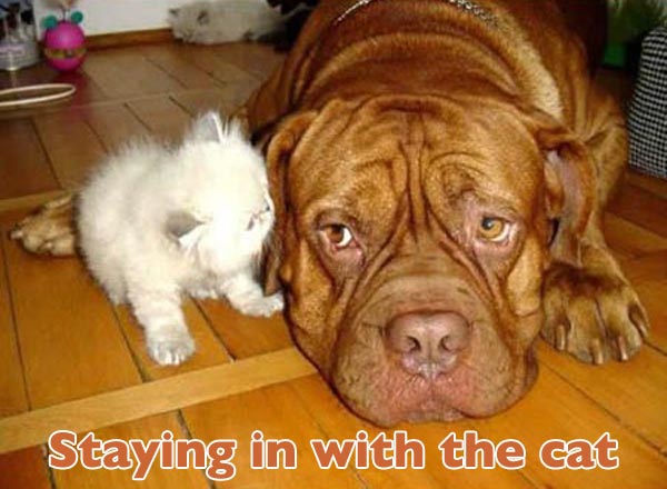 valentines-dogs14