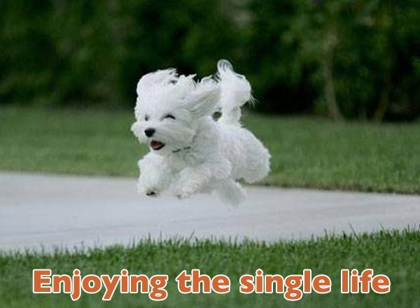 valentines-dogs16