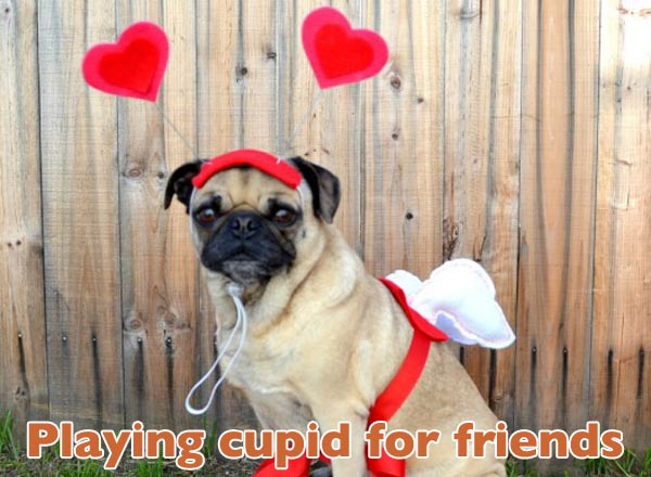 valentines-dogs8