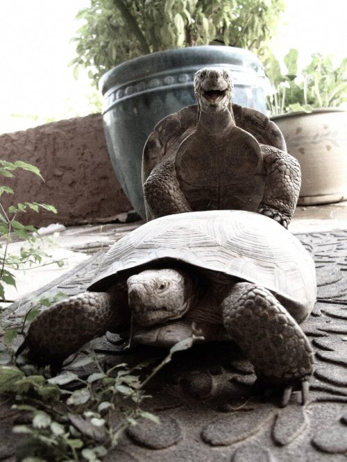 LOL Animals (4)