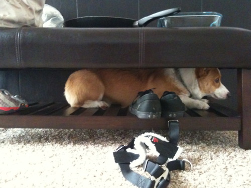25 Places Corgis Don't Belong (7)