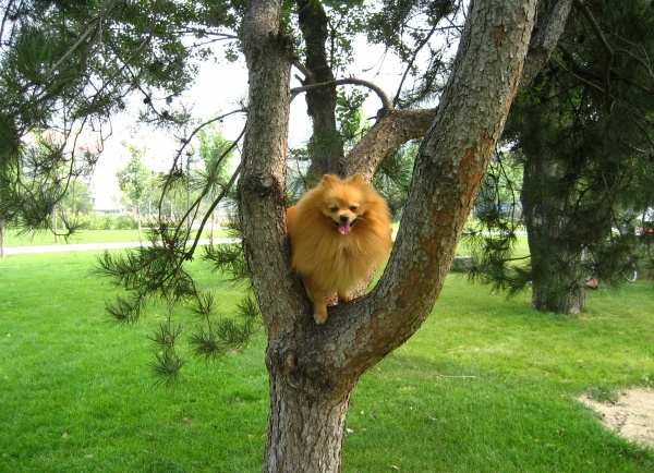 Things to do This Summer Illustrated by Dogs (6)