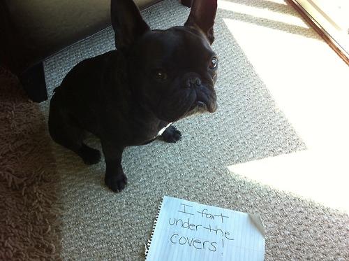 Dog Shaming (7)