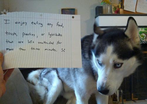 shamed dogs 20 bad dogs being shamed with signs pleated shamed dogs 20 bad dogs being shamed with signs pleated