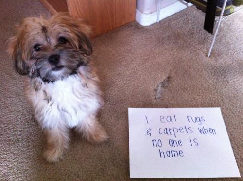 Dog Shaming (9)