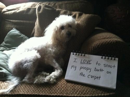 Dog Shaming (10)