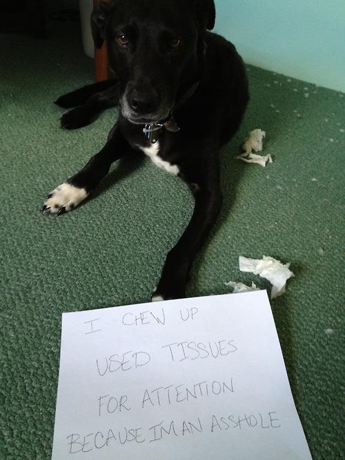 Dog Shaming (11)