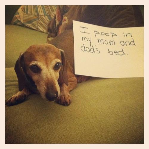 Dog Shaming (12)