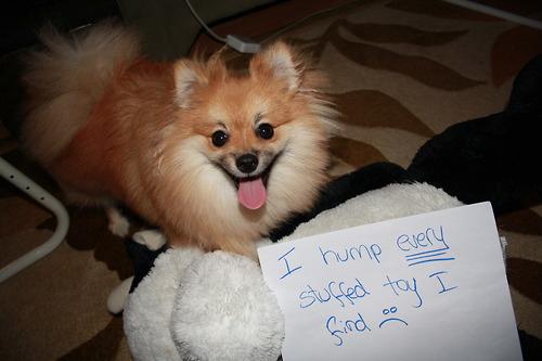 Dog Shaming (16)