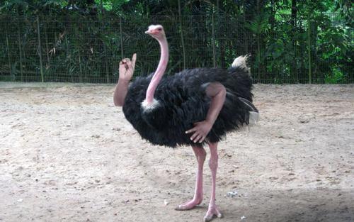 Funny Pic Dump (10)