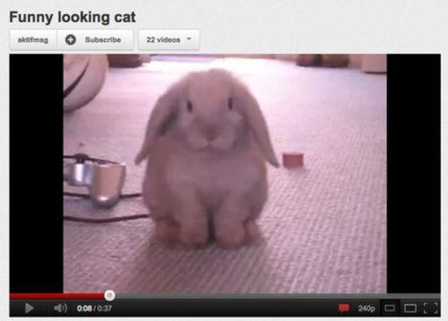 Funny Pic Dump (7)