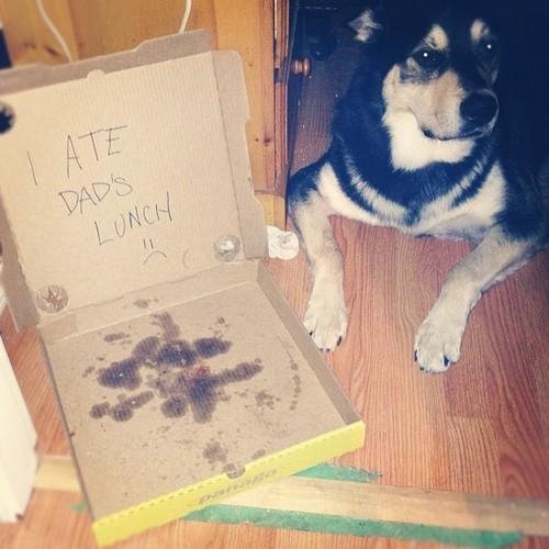 Dog Shaming (14)