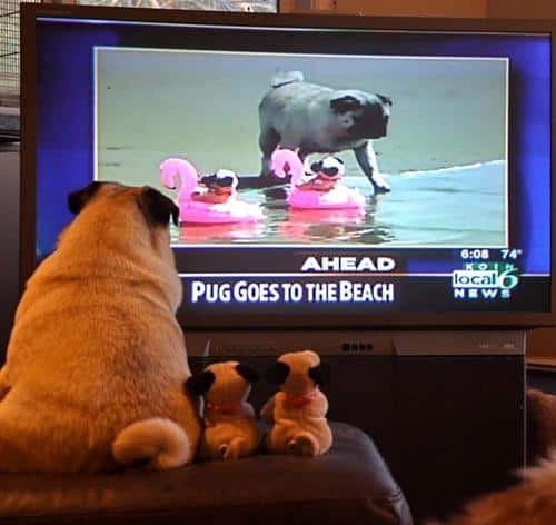 Funny Pic Dump (10)