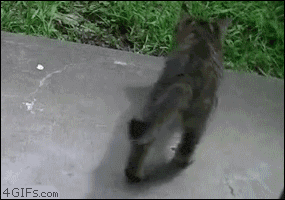 Awesome Animated GIFs (3)