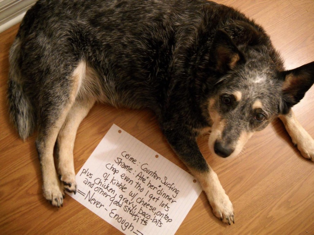 shamed dogs shaming 19 pleated shamed dogs shaming 19 pleated