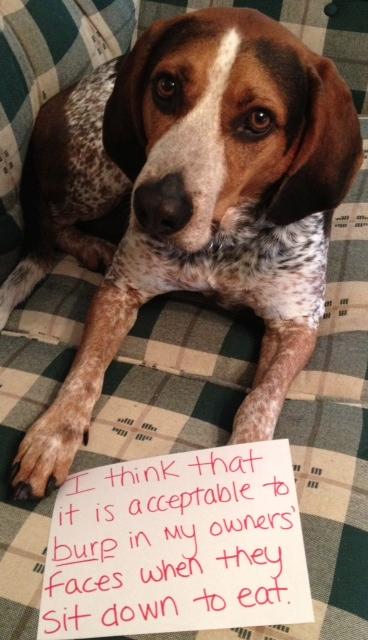 Dog Shaming (20)