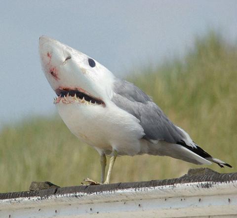 Funny Pic Dump (20)