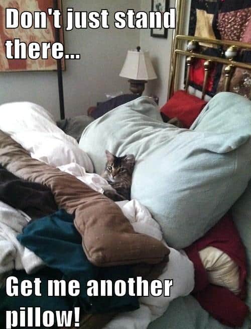 LOL Animals (1)