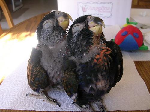 LOL Animals (2)