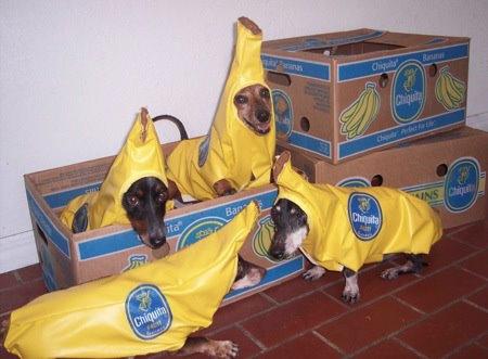 LOL Animals (4)